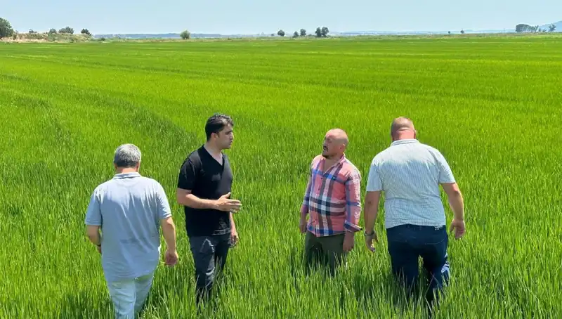 Çeltik Tarlaları Rekora Koşuyor: Yeşil Deniz Görseliyle Büyülüyor