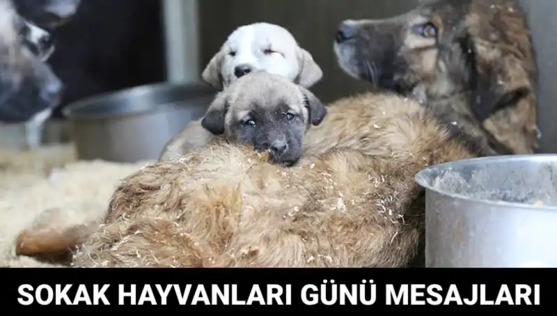 Dünya Sokak Hayvanları Günü'nün Önemi ve Mesajları