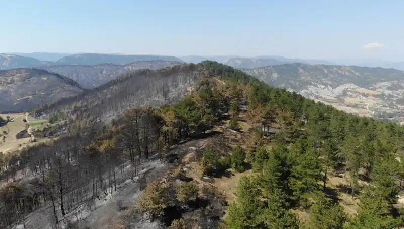 Bolu'da Doğa İçin Tarihi An: 5 Milyondan Fazla Fidan Toprakla Buluşuyor