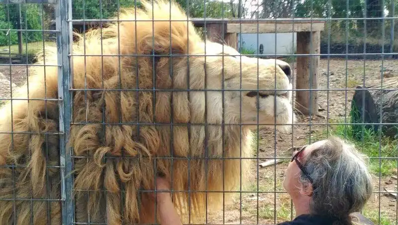 Avustralya'da Kafes İçinden Aslan Saldırısı: Kadının Kolunu Kaptı