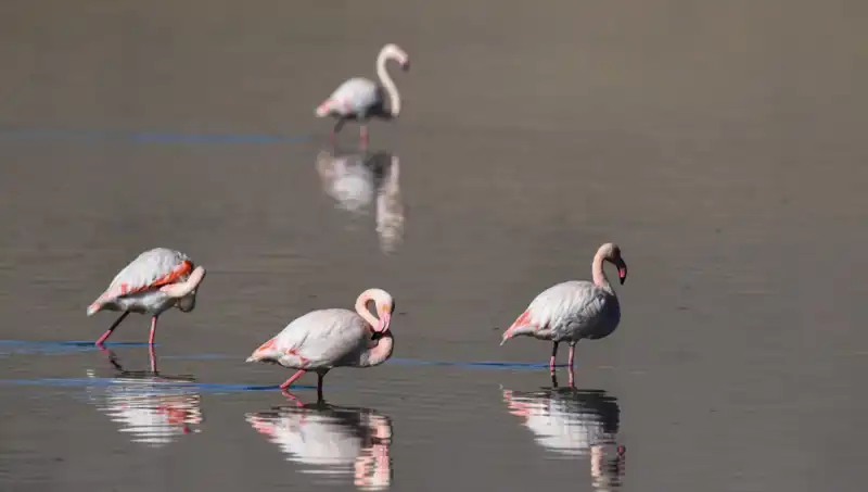 Kuş Cennetinde Kuraklık: Flamingo Nüfusunda Düşüş Tehlikesi