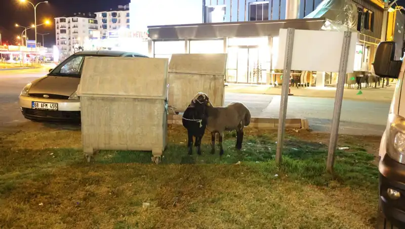Yolda Bırakılan "Mor Karaman" Koyunları: Kaderlerine Terk Edilen Canlar