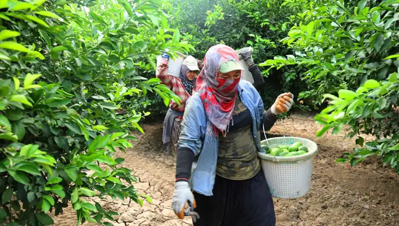 Markette Patates Fiyatları 150 Lirayı Aştı: İndirim Beklentisiyle Yeni Hasat Başladı