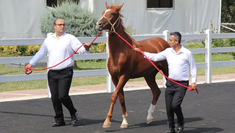 Taşkın Kral, Yeni Rekoruyla Türkiye'yi Şaşırttı!