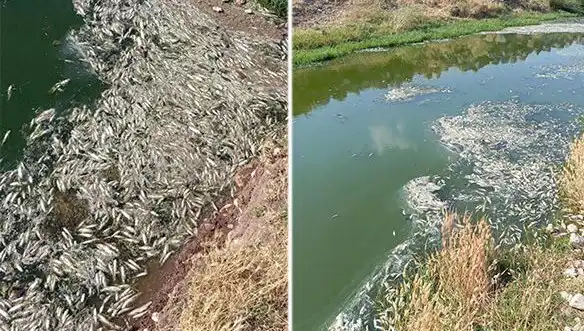Karasu Çayı'ndaki Gizemli Balık Ölümleri Üzerine Yeni İncelemeler Başlatıldı