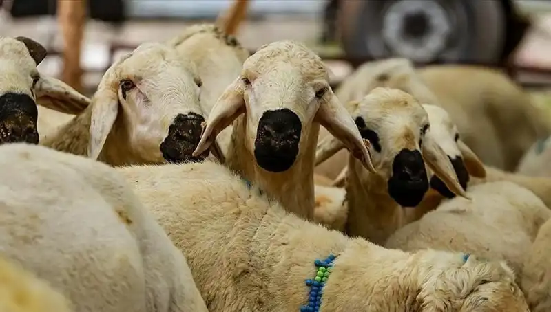 Kurban Bayramı 2025: Kurban Kesmenin Dini Gereklilikleri ve Cevaplar