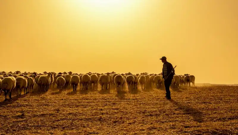 60 Bin TL Maaşla Çoban Bulamayan Çiftçiler, Kendi Aralarında Sıra Sistemi Kurdu