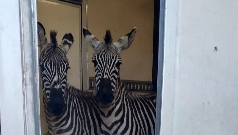 Sınırda Durdurulan Minibüste Neler Bulundu? Zebra ve Maymunlar Şaşırttı!