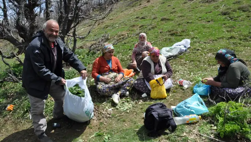 Doğanın Cömertliği: Yürüyerek Topladıkları Mantarlar, Yüzlerce Ailenin Ekonomisine Destek Oluyor