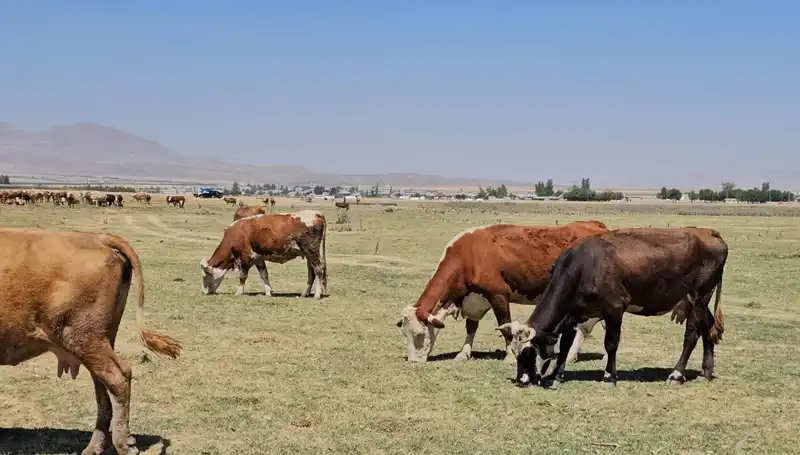 Arin Gölü'ndeki Kuruma: Su Krizi Hakkında Bilmeniz Gerekenler