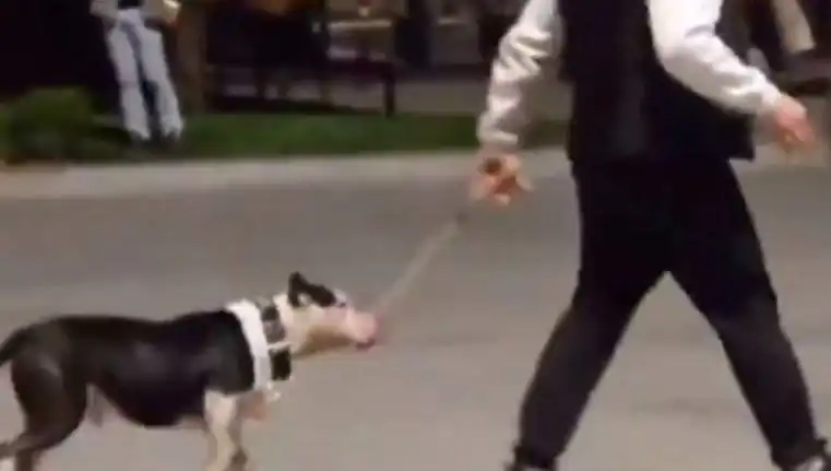Ağızlıksız Pitbull’un Saldırısı: Sahibi Ne Kadar Ceza Alacak?