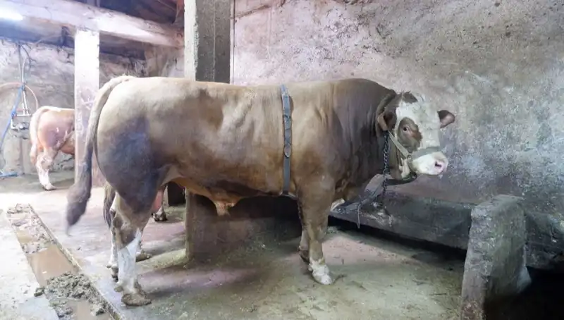 1 Ton 200 Kilo Ağırlığındaki Sıradışı Ürün, Rekor Fiyatla Satıldı!
