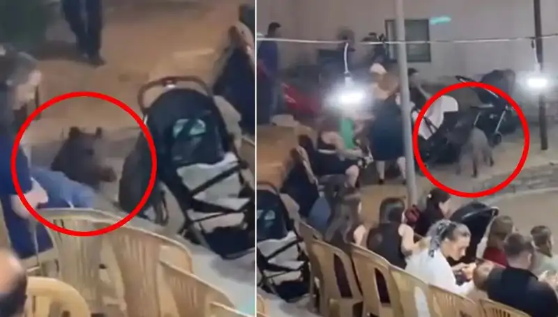 Düğün Salonu İçinde Yaban Domuzu Şoku: Davetliler Flee Etti!