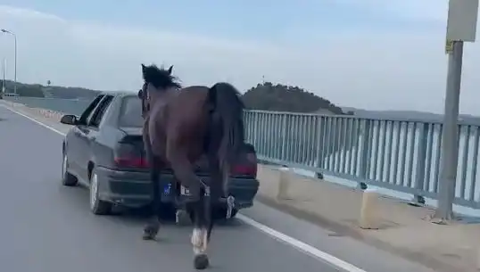Adana'da Atına Şiddet Uygulayan Kişi Tutuklandı: Hayvan Hakları İçin Önemli Adım