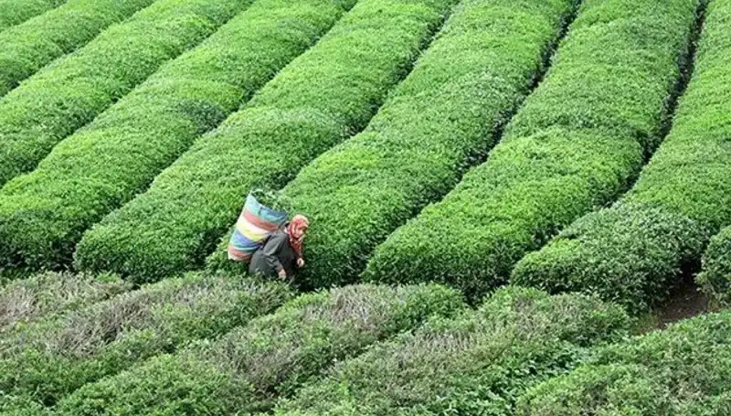 ÇAYKUR, Bayramda Yaş Çay Alımına Devam Kararı Aldı!