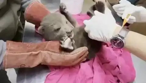 Karabük Ormanlarında Şaşırtıcı Bir Keşif: Yavru Bozayı!
