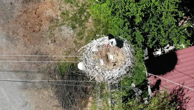 Baharın Temsilcisi Kuş Havası Getiriyor: Yuvasına Döndü