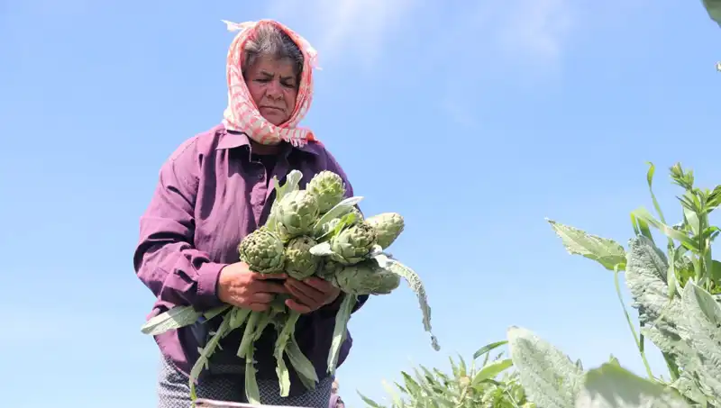 Tarladan Sofralara: Tezgahlardaki Eşsiz Lezzetler ve Fiyatları