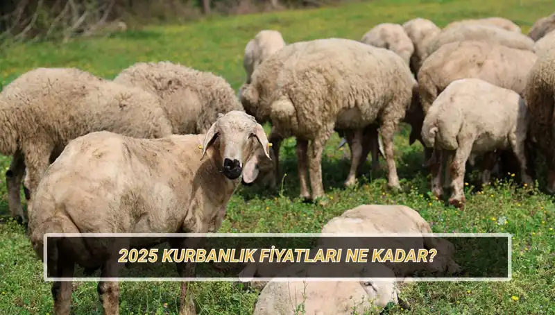 2025 Yılında Kurbanlık Fiyatları Ne Olacak? Büyükbaş ve Küçükbaş Analizi