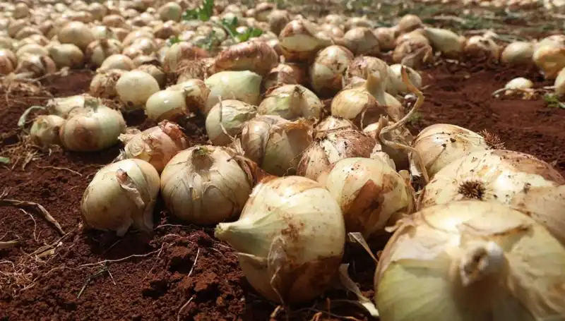 Hatay'da Soğan Hasadı Başladı: Çiftçilerin Yüzü Güldü
