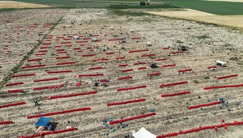 Tarlada Patates Fiyatları Düşerken İşçiler 40 Derecede Zorlu Çalışmaya Devam Ediyor