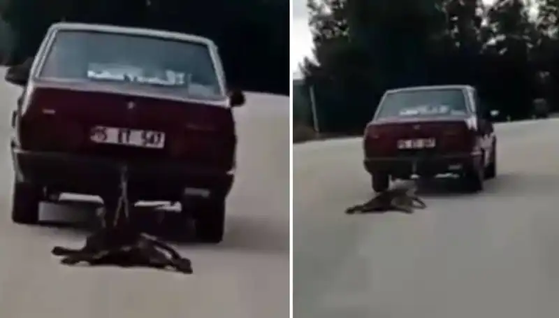 Otomobile İğrenç Bağlanış: Arka Tarafta Sürüklenen Köpek Şok Yarattı