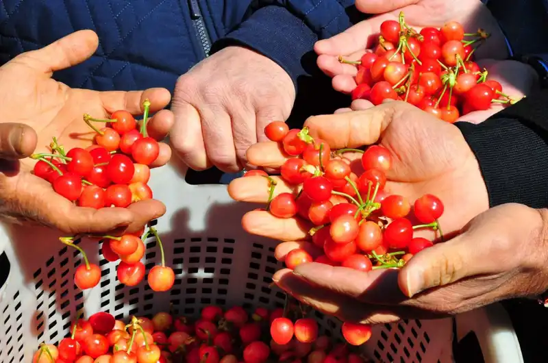 Türkiye'de Tarımın Geleceği: İlk Hasat 3.500 TL'den Satışa Sunuldu