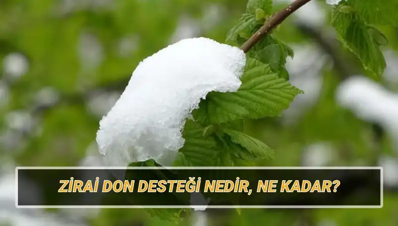 Zirai Don Desteği Ne Kadar? Etkilediği İlleri ve Başvuru Süreci