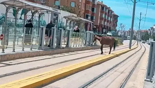 Eskişehir Tramvay Raylarında Başbaşına Gezen At Olayı Şaşırttı