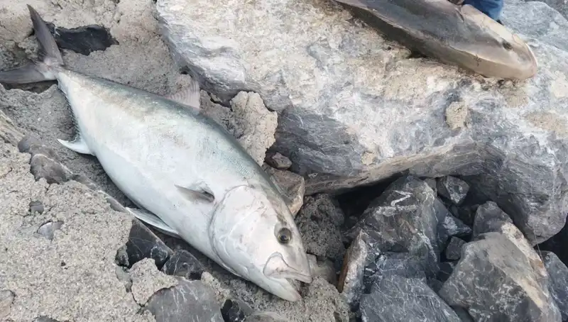 Oltayla Yakalanan Dev Balığın Hikayesi: 18 Bin TL'ye Satıldı!
