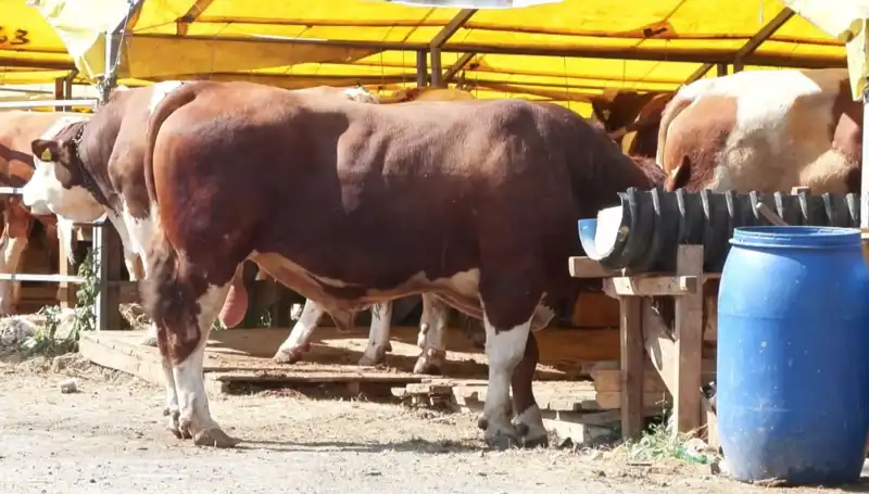 Kurban Bayramı Yaklaşıyor: Pazarlar Çok Hareketli, Fiyatlar Ne Olacak?